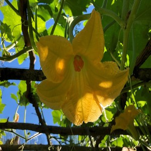 Fingers to the Bone (Live)