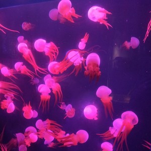 荖蕣先生 - 宁愿你不知道