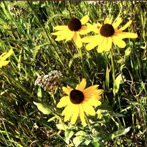 Come Out, We Have Been Locked in Cages