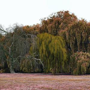 willow trees (Explicit)