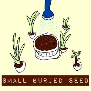 Small Buried Seed