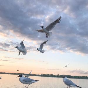 Dua Lipa-Dua Lipa - New Rules (山河 Remix)