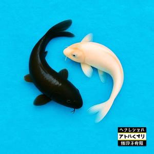 PAID IN FULL (feat. K.E.V.) (Explicit)