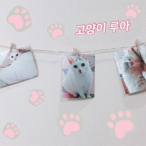 고양이 루아