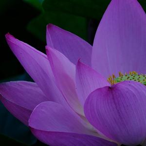 Laya Yoga Meditation