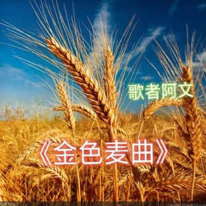 金色麦曲