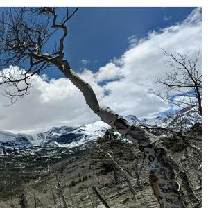 Giving Tree (feat. Perja Beats) (Explicit)