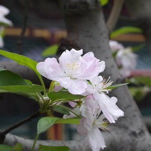 海棠