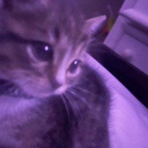 Malice at the Palace