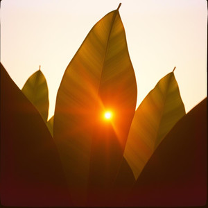 tropical heat (Explicit)