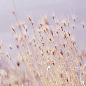 The Day Continues Softly