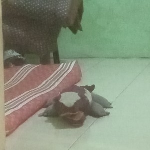 Masih disini menunggu wanita qu