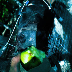 SMOKE WIT DA FYE (feat. Neem, sjlonlineart, Rob Buck, Patsin & Lil EZ) (Explicit)