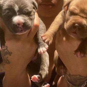 Impress Me (Explicit)