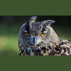 Who Got The Eyes On You