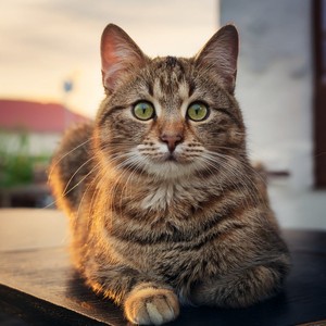 Music For The Peaceful Resting Of Cats