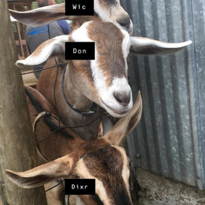 WIC x DON x DIXR (feat. Donche & DIXR) (Explicit)