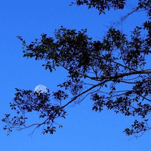 斑马斑马 (吉他版)