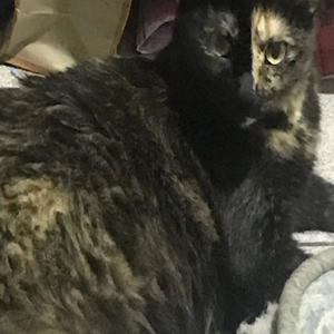 MIL PROBLEMAS (Explicit)