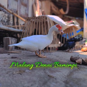 Malang Denai Bamimpi