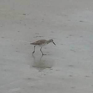 Let's Go To The Beach