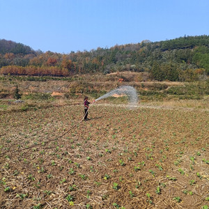 油菜地里的妈妈