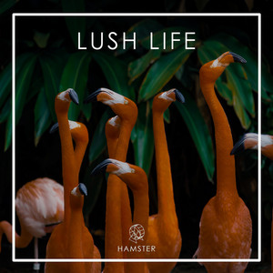 Star Like U (feat. Paloma Rush)