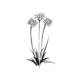 Herba de namorar