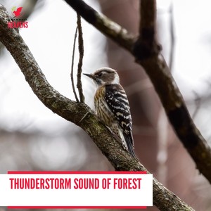 Hygenic Blue Water Tickling