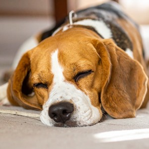 Mascotas De Espíritu Suave