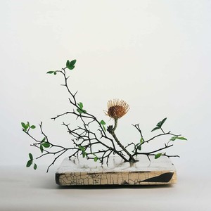 Schopenhauer's Garden