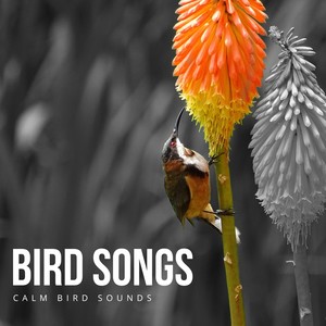 Bird Songs