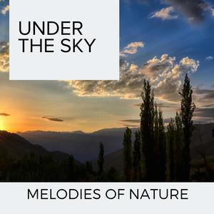 Nature Steady Campfire