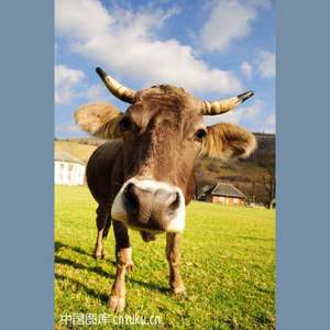 吹牛歌 (freestyle)