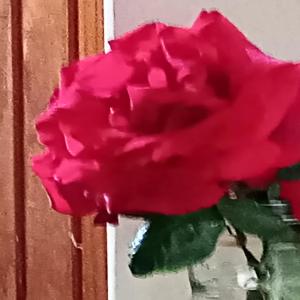 Gaelo - tu regalo son mis flores