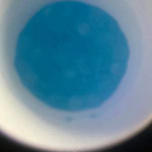 Y Not (feat. Lildoncbfw) (Explicit)