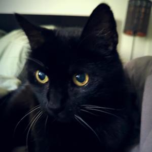 King **** (feat. Jamar Rose & Gr3ys0n) (Explicit)