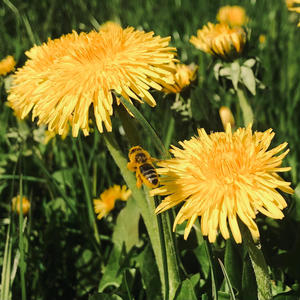 Dandelions