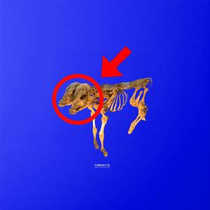 Cenobite (feat. Lil jerf) (Explicit)