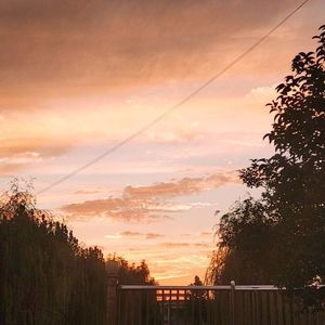 樱花树下的约定