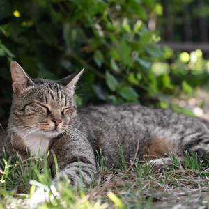 Nighttime Tunes for Cats