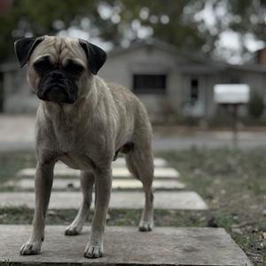 KP Blazer (Explicit)