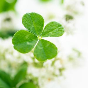Four Leaf Clover