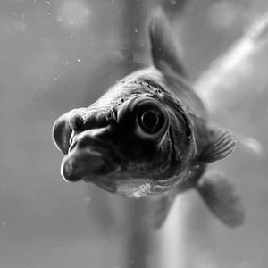 the real haakkiboy (Explicit)