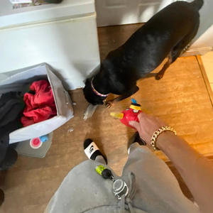 Great again (Explicit)