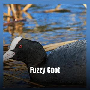 Fuzzy Coot