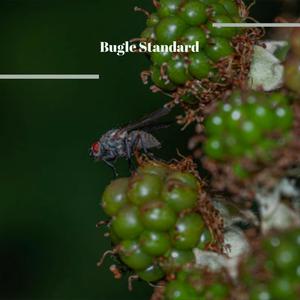 Bugle Standard