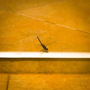 Harana sa Sarili (Explicit)