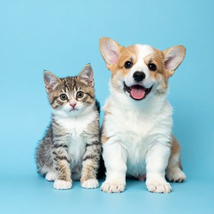 Suspiros Se Calman En Momentos De Descanso