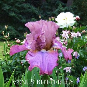 Venus Butterfly